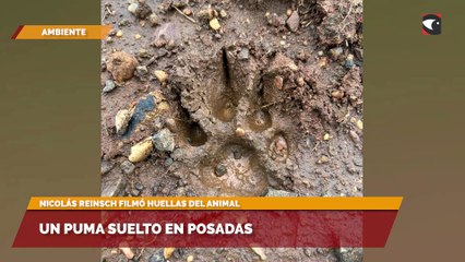 Un puma suelto en Posadas