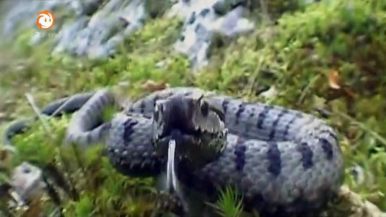 Löwenzahn Staffel 27 Folge 4 HD Deutsch