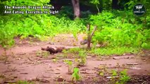 The Komodo Dragon Attack And Eating Everything In Sight