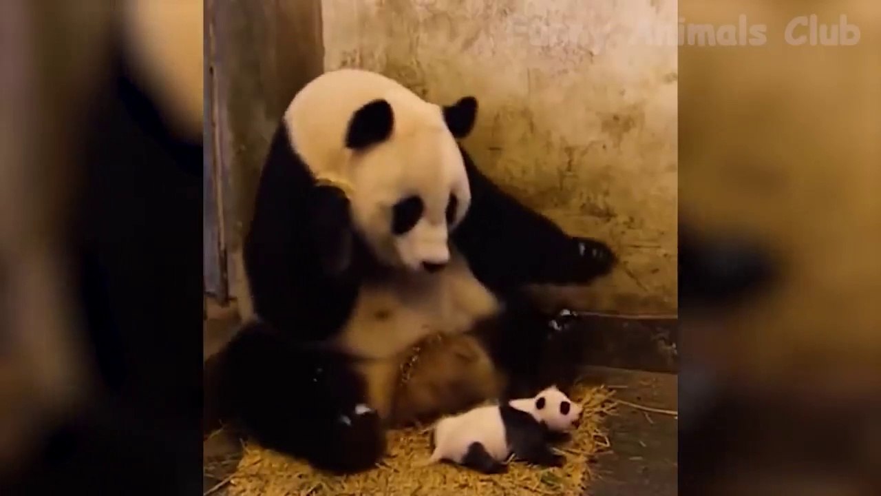 Funniest Animals Videos - Best Crazy Cats and Hilarious Dogs Videos 2022!