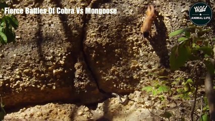 Fierce Battles Of Cobra Vs Mongoose   Wild Animal Life