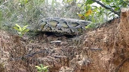 Snake Gets Bitter End When Confronting The Hedgehog - The Battle For Survival In The Wild World