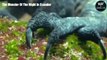 Marine Iguanas - Discover Life of Night Monster   Wild Animal Life