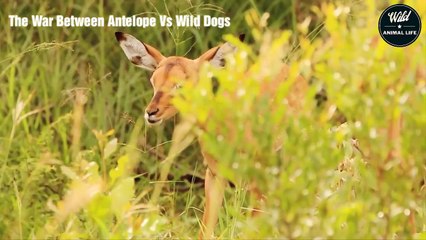Survival Battle Antelope vs Wild Dogs   Wild Animal Life