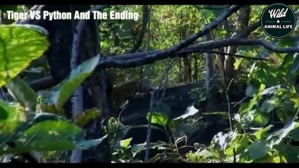 The War for Survival - Tigers Meet the Python and the Terrible Ending   Wild Animal Life