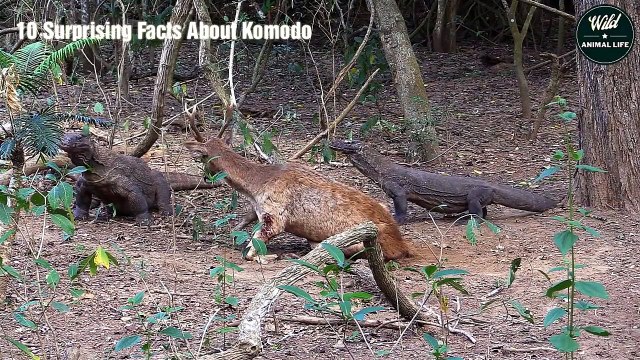 Maybe You Don't Know - Top 10 Surprising Facts About Komodo Dragons Wild Animal Life