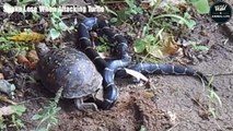 Snake Lose When Attacking Turtle - Surprise Turtle Eat Animal   Wild Animal Life