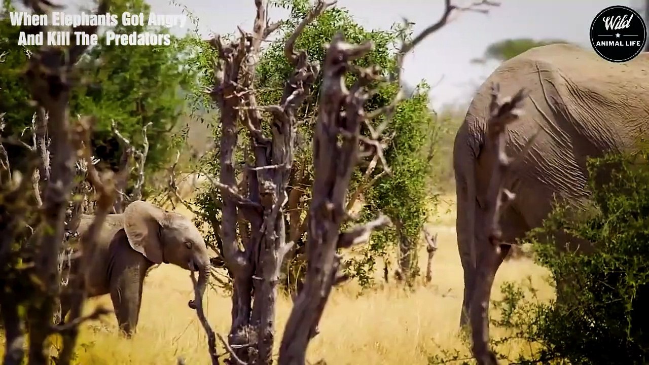 The Lion Body Was Destroyed By The Mad Elephants Paws - Wild Animal Life