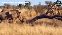 Rhino Pierces The Lion's Stomach With Its Powerful Horn - Wild Animal Life