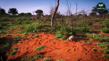 The Mongoose Ripped Open The Lion's Mouth With Its Sharp Teeth