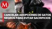 Suspenden temporalmente adopciones de gatos negros en Sonora