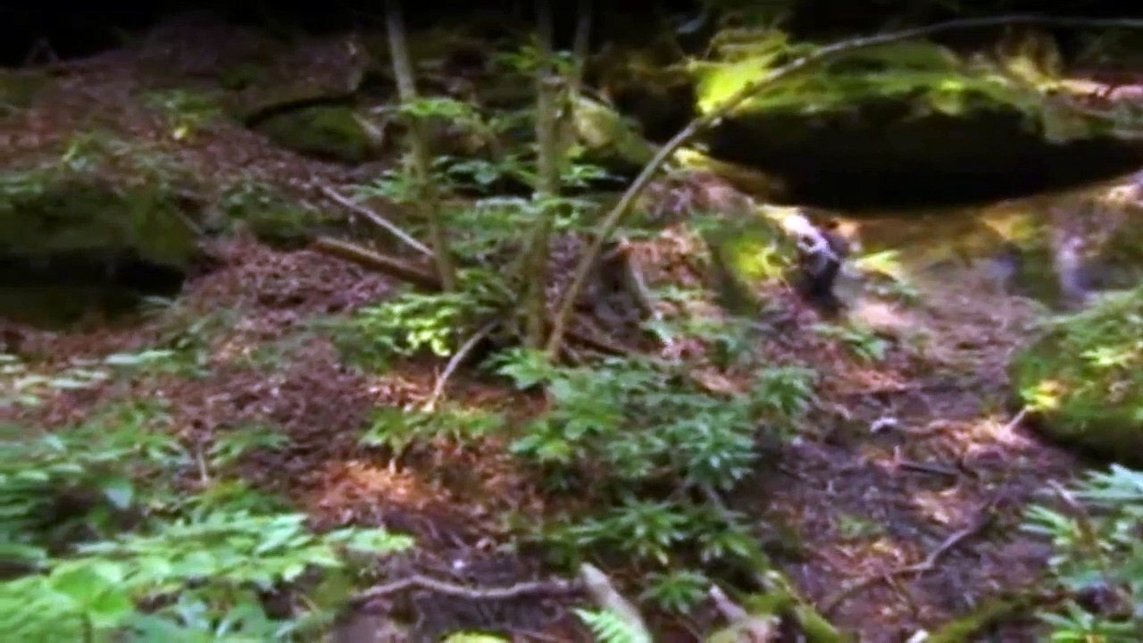 Meine Frau, die Wildnis und Ich Staffel 2 Folge 10 HD Deutsch