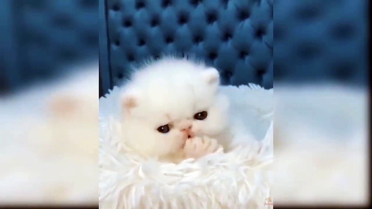 Video.Guru_20221023_063357609