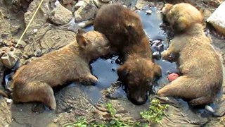 Stuck for hours in rock-solid tar, puppies rescued. Watch til the end.