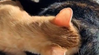 Cute and Funny Cat Videos Compilation #214 - Aww Animals.