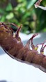 Making The Magical Bubble Shrimp Snacks  _ Chef Cat Cooking Food