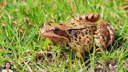 Sound of familiar animals: elephant, cow, horse, duck, chicken, cat