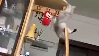 Funny animals video