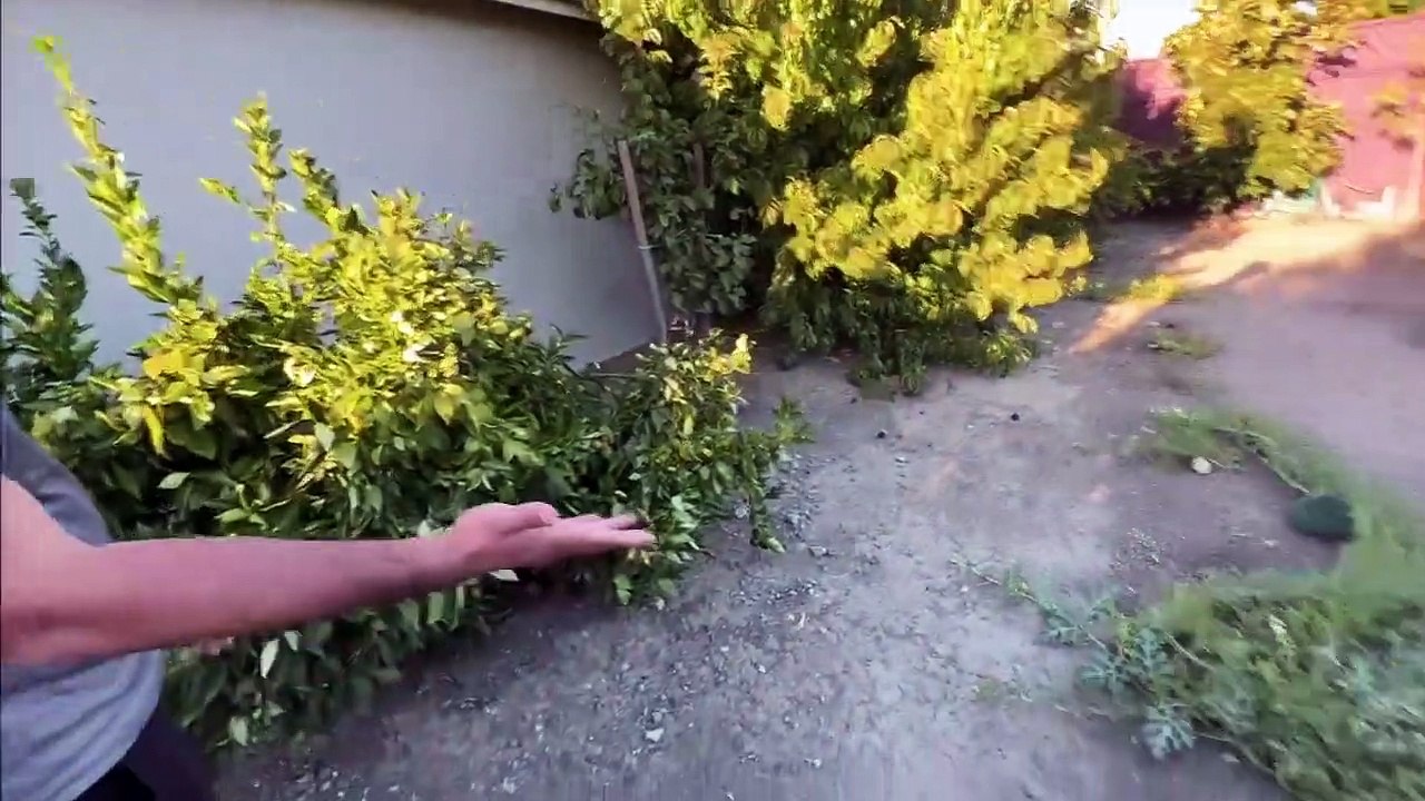 Perks of working in California! Meet my roommates!!