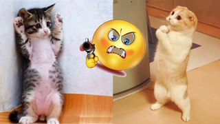 Cute &Funniest Pet's Compilation 2022,Try Not to laugh Impossible/Funny Videos/Animals Sigma Rules