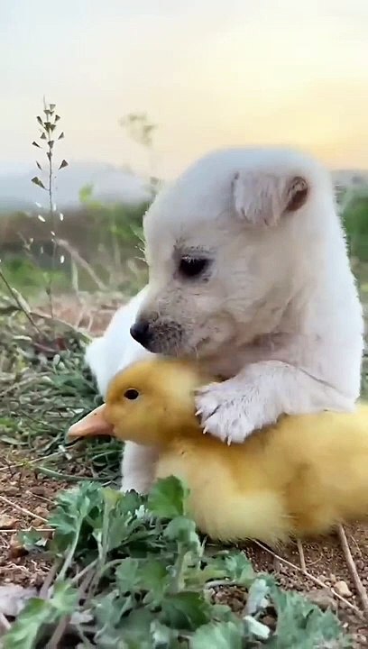 funnny Labrador