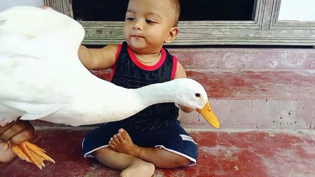 Cute Baby Playing With Ducks Compilation | Cute Baby And Ducks Funny Video | Baby Pets Video #cutebaby #funnybaby #funnyvideo