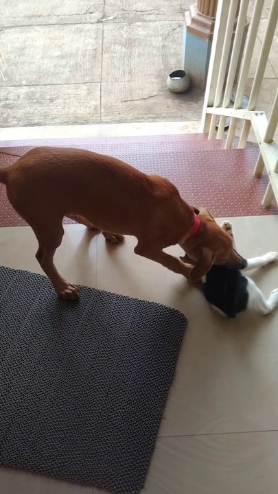 Cat Dog Funny Video