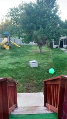 North Idaho Moose Playing in the Back Yard