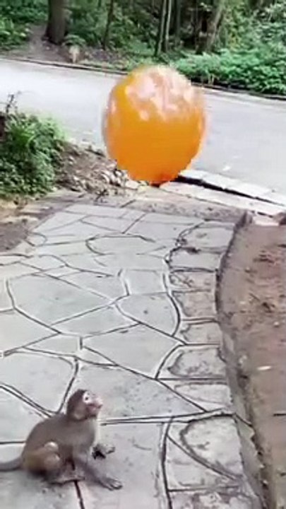 omg great monkey
