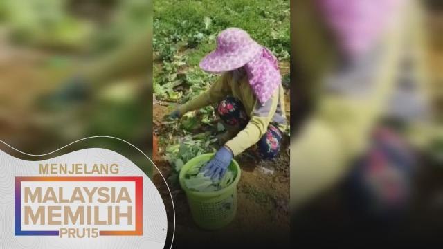 PRU15 | Atasi segera masalah kemudahan asas di ladang sayur