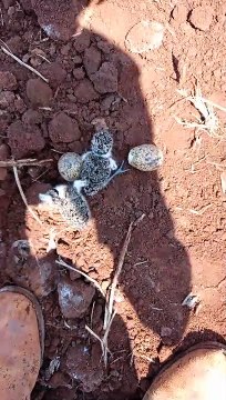 Farmer Preparing Land Moves Baby Birds and Nest