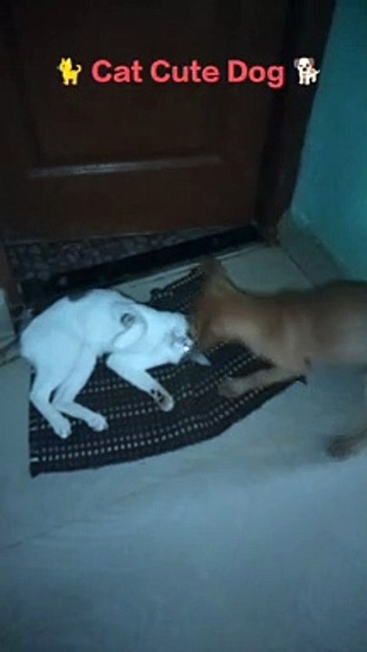 Cute Dog Cat Video