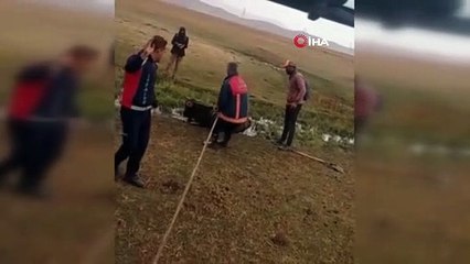 Bataklığa saplanan ineği itfaiye ekipleri kurtardı