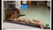 Well I'll be dammed! Adorable rescued beaver follows his natural instincts and blocks up a doorway with sticks at his rehab center in Massachusetts
