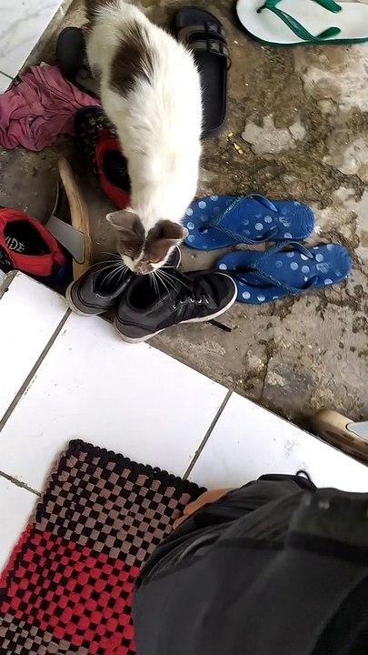 CUTE SHY CAT WANNA PLAYING / KUCING LUCU MALU-MALU MAU MAIN