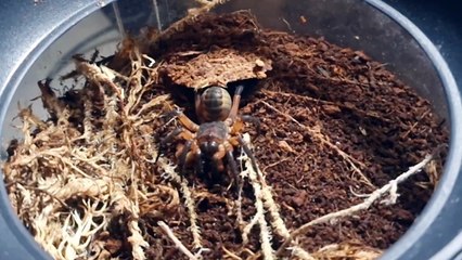 Thai Trapdoor Spider Catching Prey in Slow Motion
