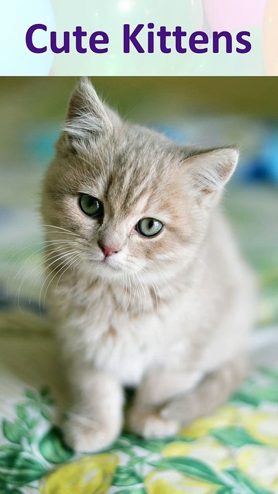 Cute Kittens