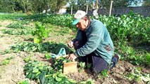 Karpuzdan zarar eden üreticinin yüzünü 'ıspanak' güldürdü