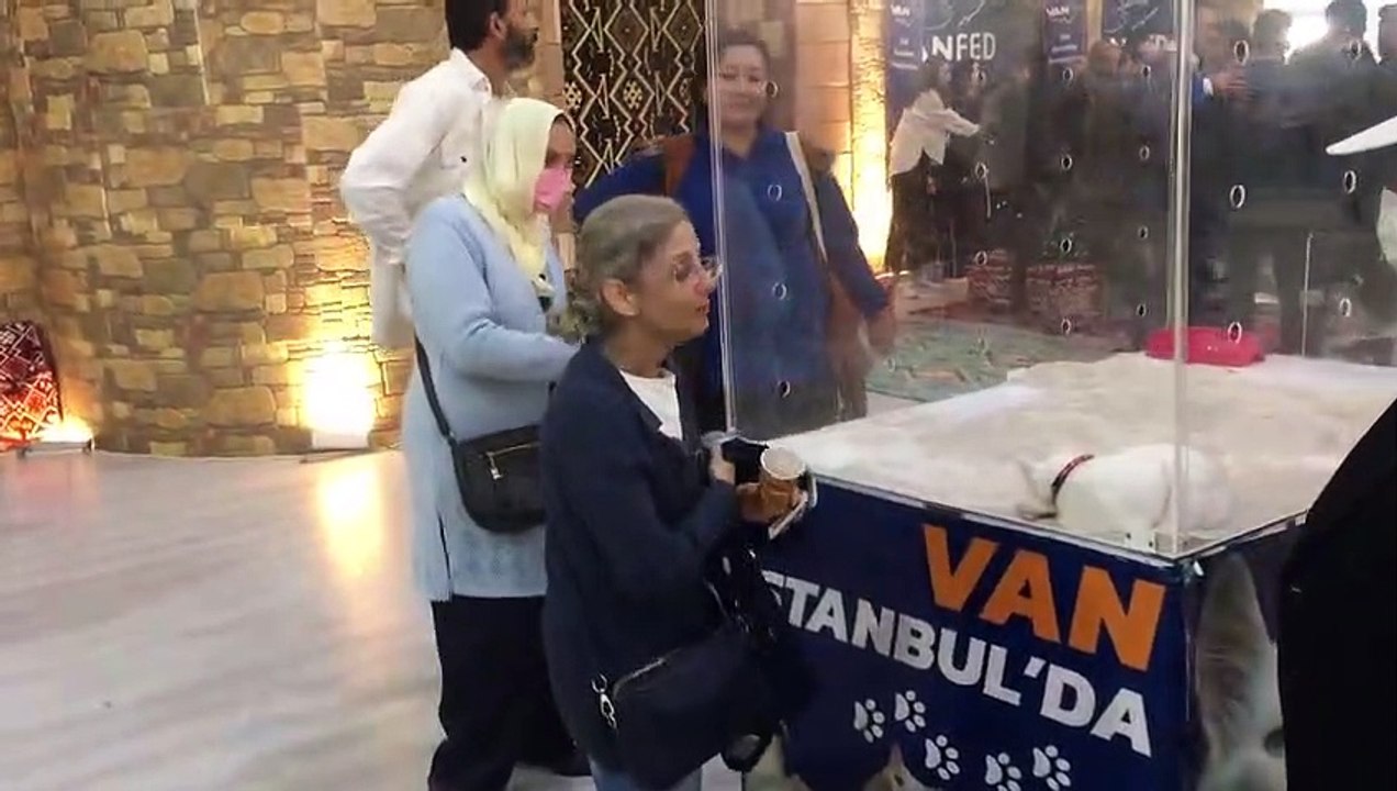 Van Tanıtım Günleri’nde Van kedisinin kafese konulması tepki çekti: “Kedi adeta işkenceye maruz kalıyor”