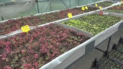 Seralar hem belediyenin hem de vatandaşın ihtiyacını karşılıyor