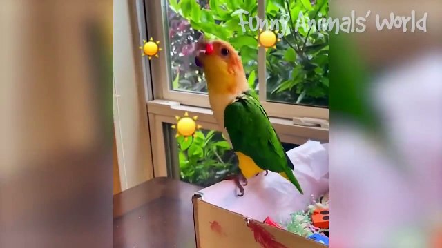 Tingkah lucu hewan peliharaan #004, kucing, anjing, dll.