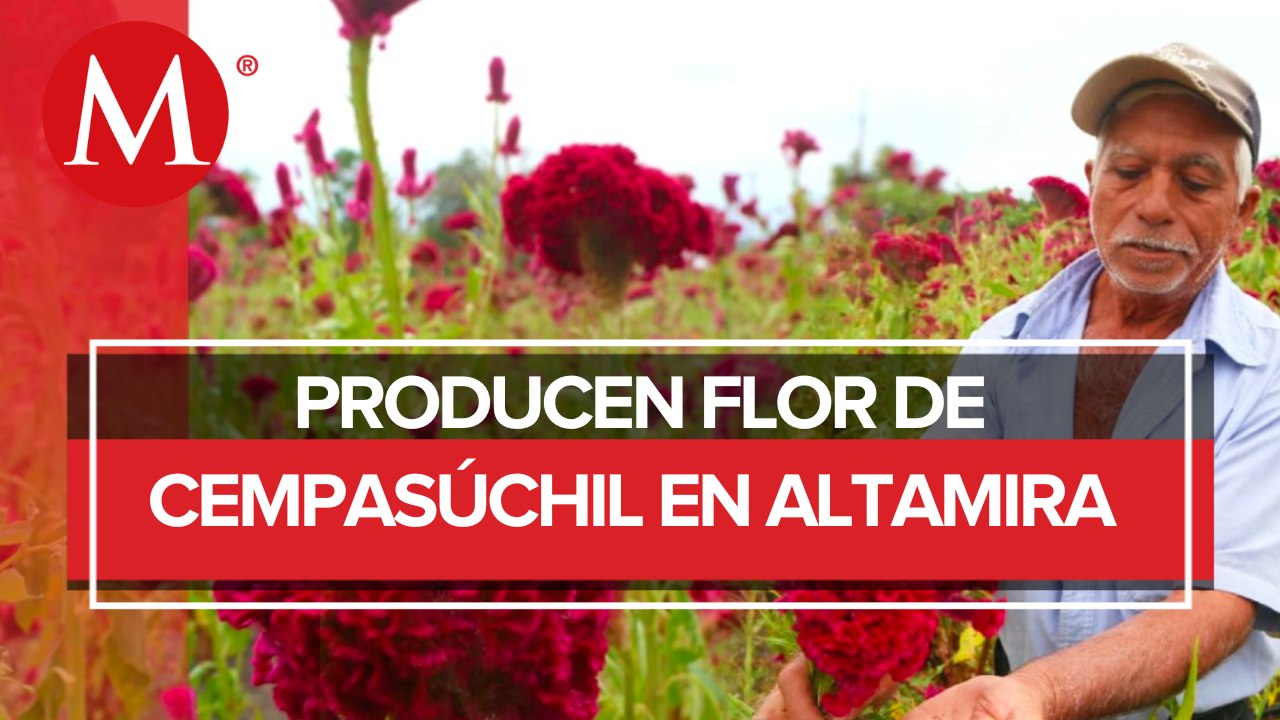 Campos de flor de cempasúchil y mano de león en Altamira reciben a visitantes