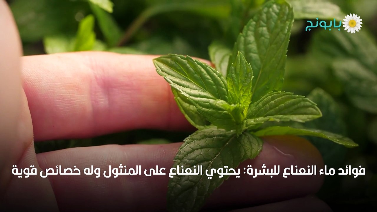 النعناع