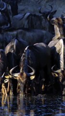 Crocodiles attack Wildebeest