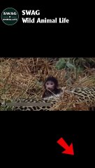 LEOPARS VS BABOON