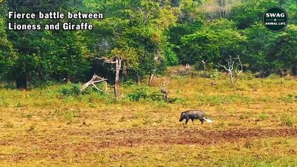 Fierce Battle Between Lioness and Giraffe For Her Newborn Baby - Wild Animal Life