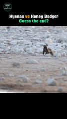 Hyenas vs Honey Badger