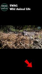 Lizard Steals Crocodile Eggs