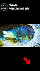 Lizard Steals Crocodile Eggs 2