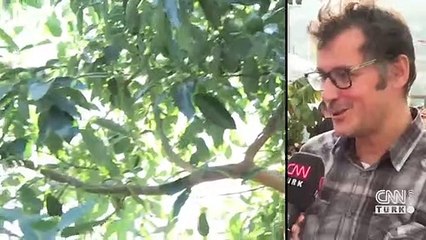 Alanya'da tropikal meyve festivali